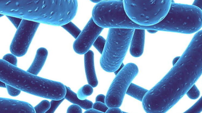 Fact you need to know about Lactic Acid Bacteria